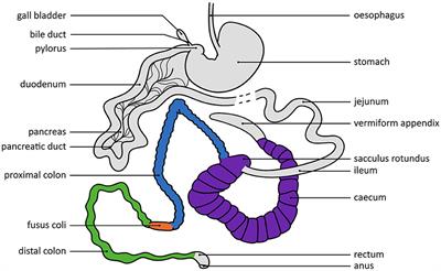 Digestive problems in rabbit production: moving in the wrong direction?